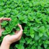 Menta Natural Andes Tea