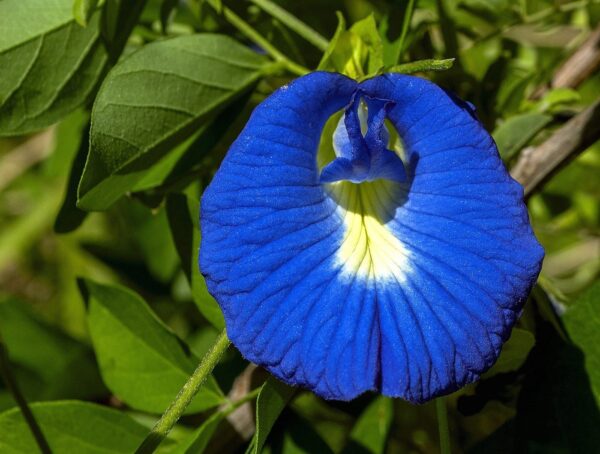 Flor guisante de mariposa - Butterfly Pea - Clitoria Ternatea