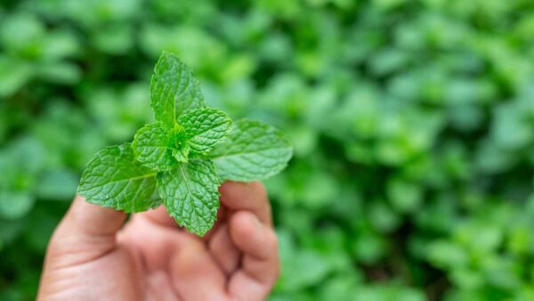 Menta Natural Andes Tea