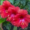 hibisco andes tea