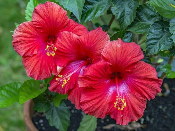 hibisco andes tea