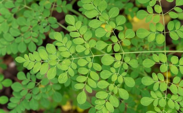 Moringa Natural Andes Tea