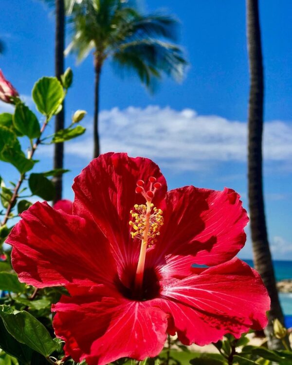 Flor de Jamaica - Hibisco Andes Tea