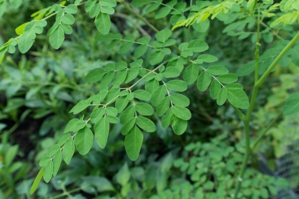 Moringa Andes Tea - Explora la Vitalidad con Nuestras Infusiones de Moringa, Energía Natural para tu Cuerpo y Alma 10 gr - Imagen 3