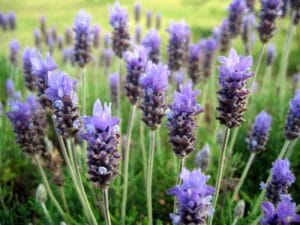 Infusión de Lavanda Natural Andes Tea