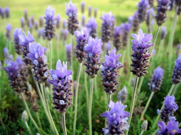 Lavanda Natural Andes Tea