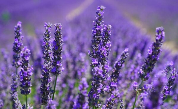 Lavanda Natural Andes Tea