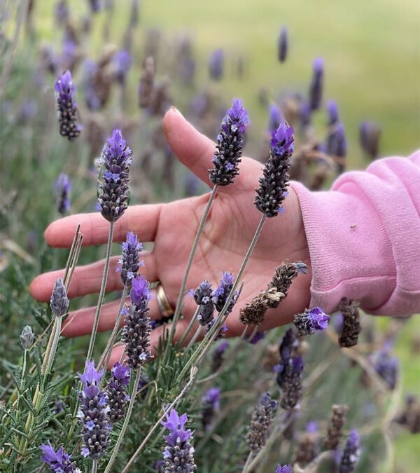 Lavanda Natural Andes Tea