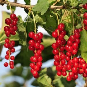 Frutos del Sur de Chile – Mezcla de frutos silvestres nativos deshidratados frutos silvestres del sur de Chile calafate, grosella, maqui y cauchao