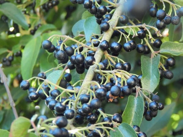 Maqui deshidratado 100% natural, fruto silvestre del sur de Chile