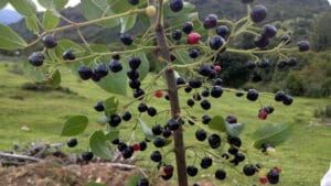 Maqui Deshidratado 100% Natural – Fruto Silvestre del Sur de Chile frutos silvestres del sur de Chile calafate, grosella, maqui y cauchao