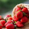 BERRY SUNRISE BLOOM ANDES TEA
