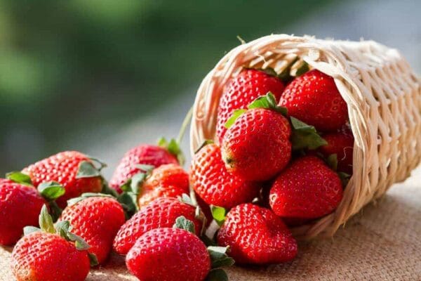 BERRY SUNRISE BLOOM ANDES TEA