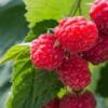 BERRY SUNRISE BLOOM ANDES TEA