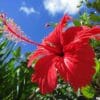 BERRY SUNRISE BLOOM ANDES TEA