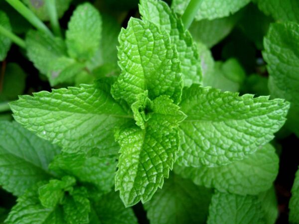 COOL BERRY GLOW ANDES TEA